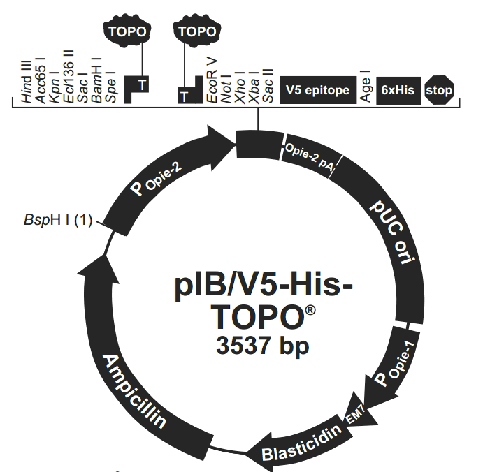 pIB-V5-His-TOPO 载体图谱